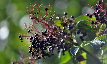 Incorporating a Fruit a Day into Your Diet: The Key to a Healthier You