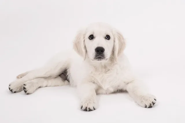 James Howard Jackson gets 21 years imprisonment for shooting Lady Gaga's dog walker