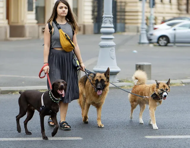 James Howard Jackson gets 21 years imprisonment for shooting Lady Gaga's dog walker