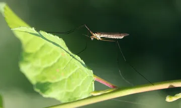 Blood Groups and Mosquito Attraction: What You Need to Know