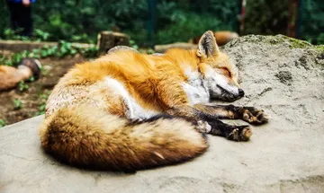 Effects of less sleep