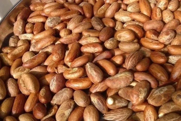 How Bitter Kola Helps Men Last Longer In Bed And Prevents STDs (Zero Side Effects)